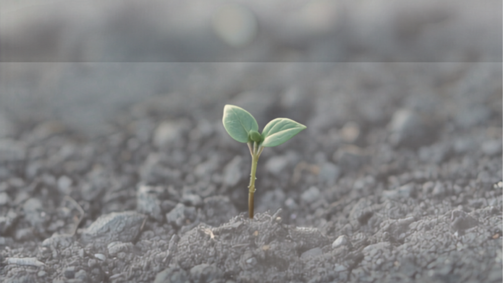 A single small seedling emerging from plain, cracked ground, representing wanting something I can't name.