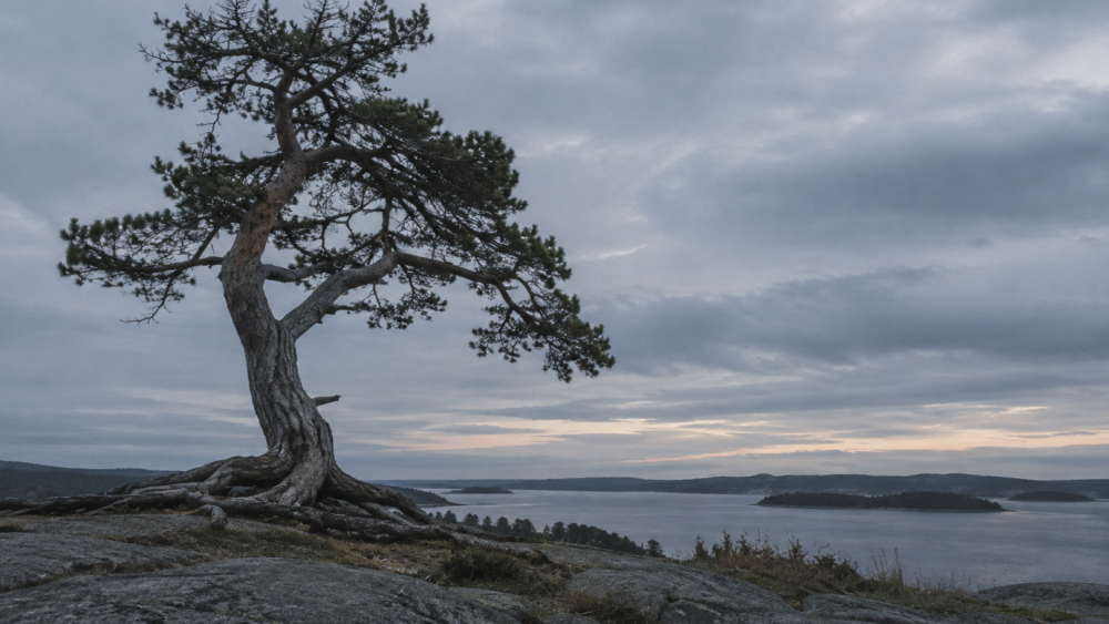 A weathered old pine tree with exposed roots gripping rock, overlooking a calm bay, representing whether life actually matters in the end.